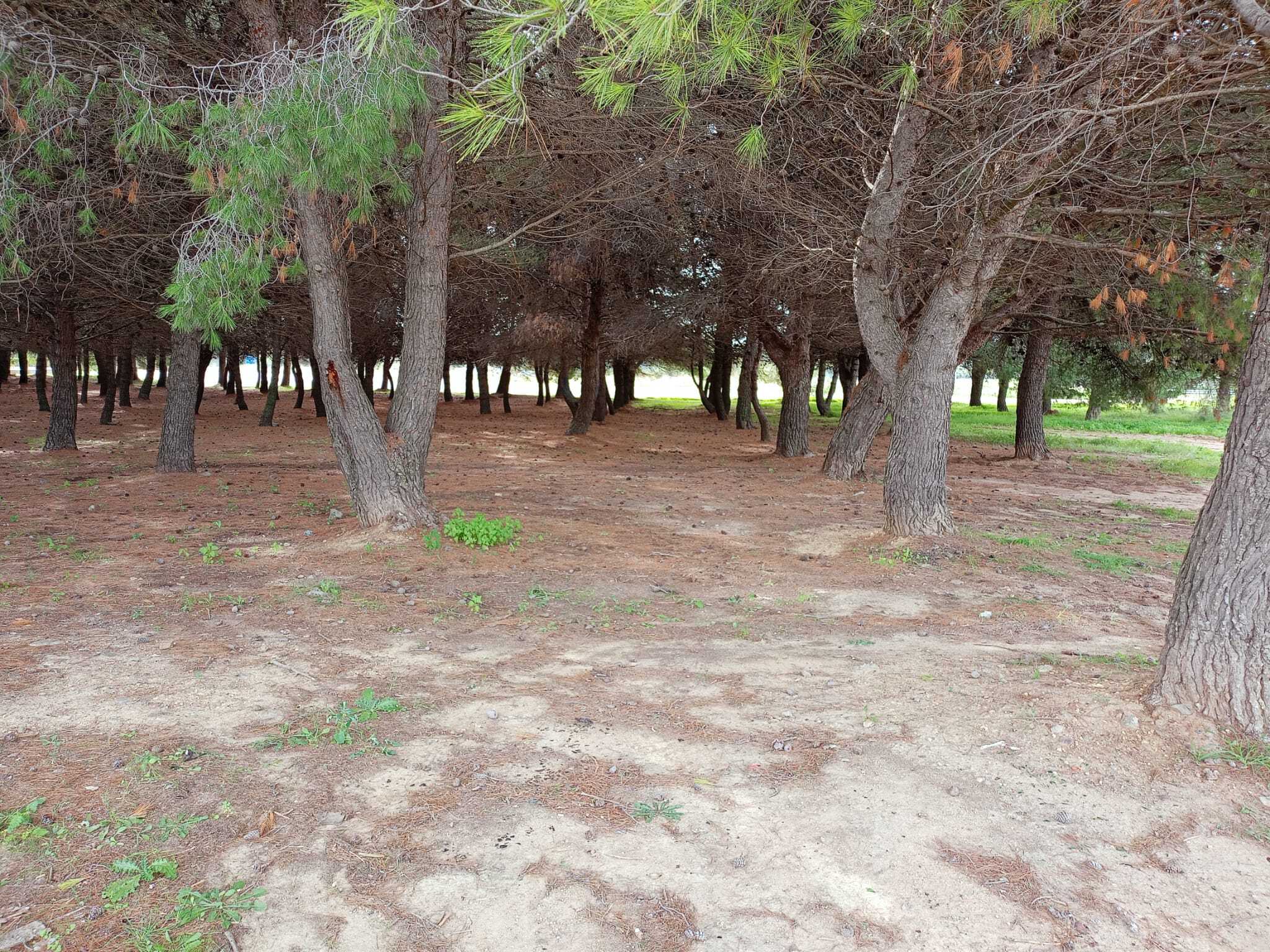 Pineta Cantina di Dolianova